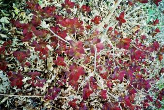 Spring leaves ~  Kansas 